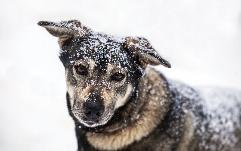 Dog with Snow on Fur