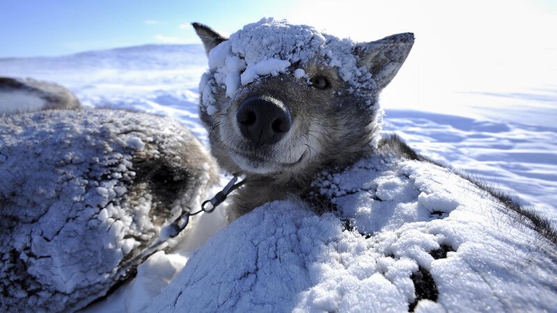 Dog with Snow on Head