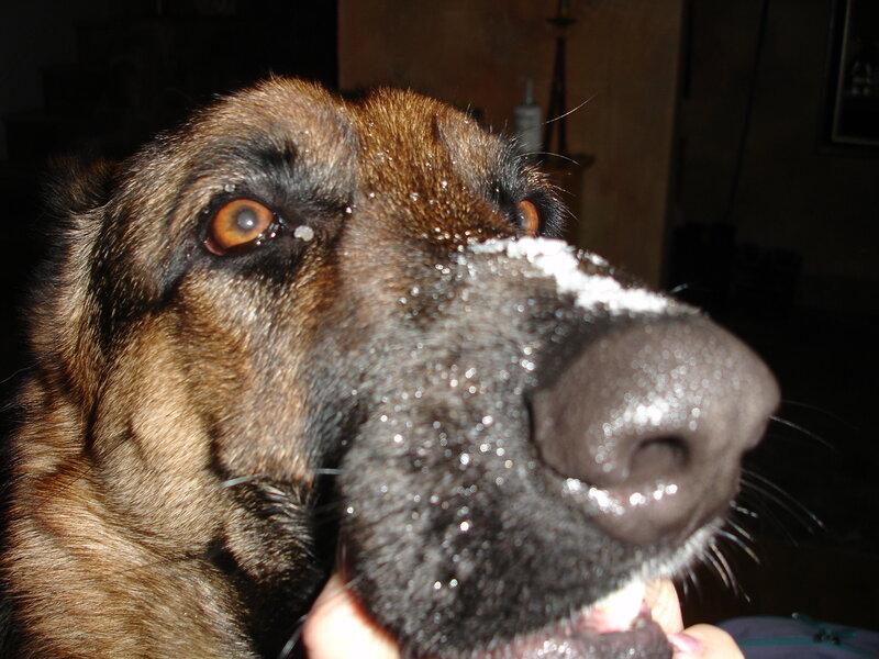 dog with snow on nose