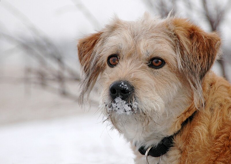 Dog with Snow on Nose — Brown