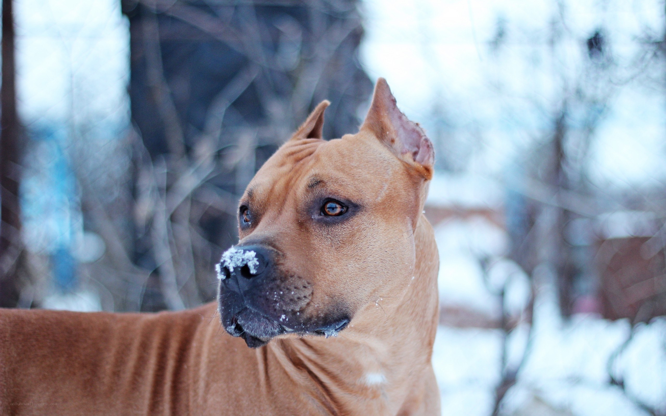 dog with snow on nose