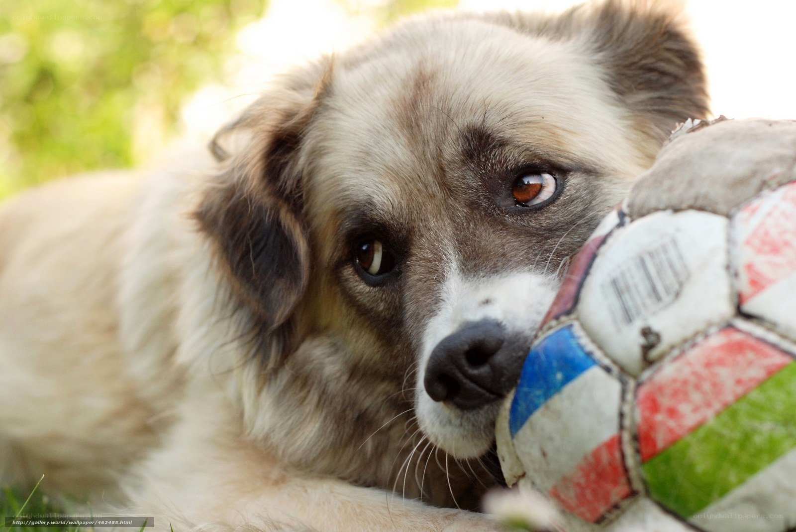 dog with soccer ball