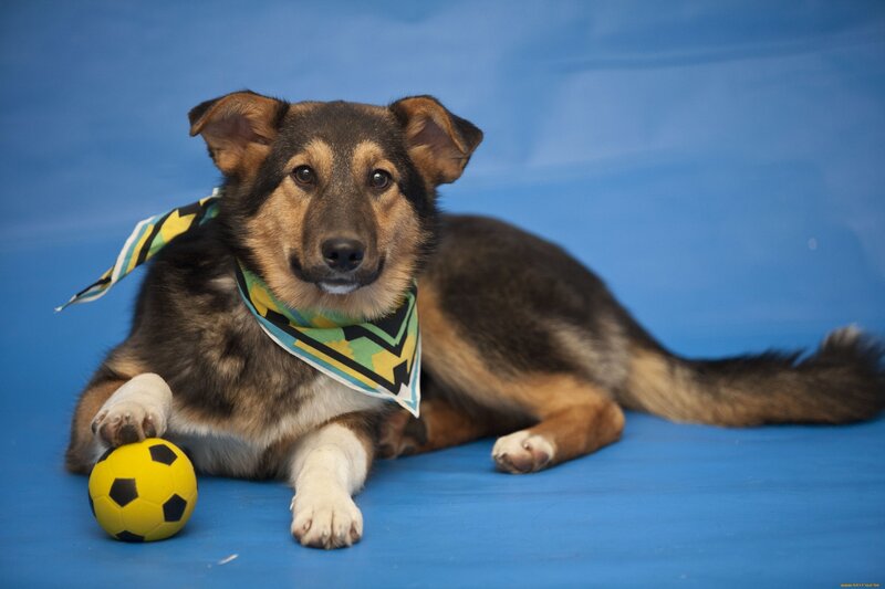 Dog with Soccer Ball — Blue
