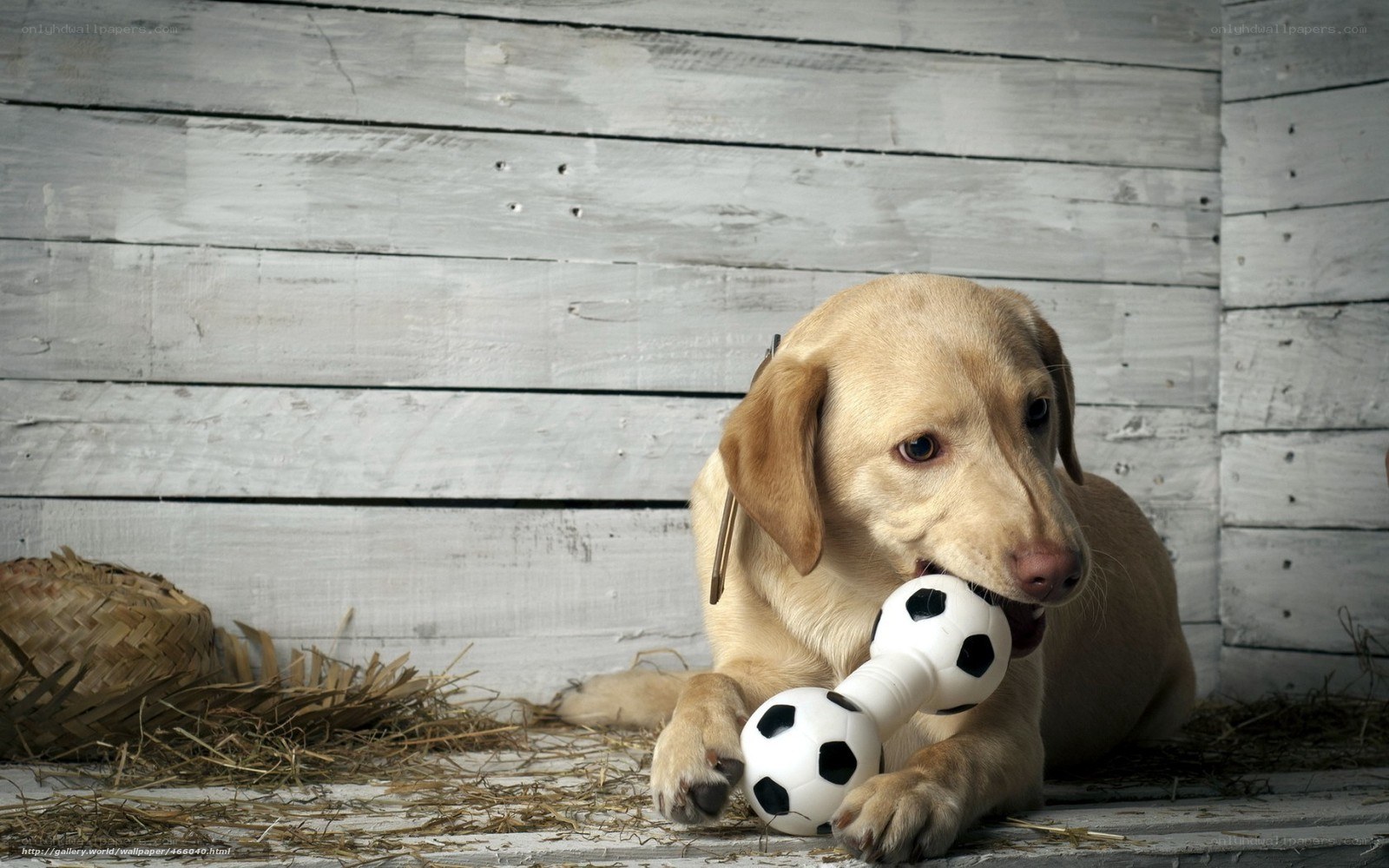 dog with soccer ball toy
