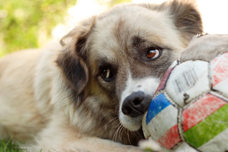 Dog with Soccer Ball — White, Calm