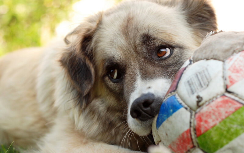 Dog with Soccer Ball — White