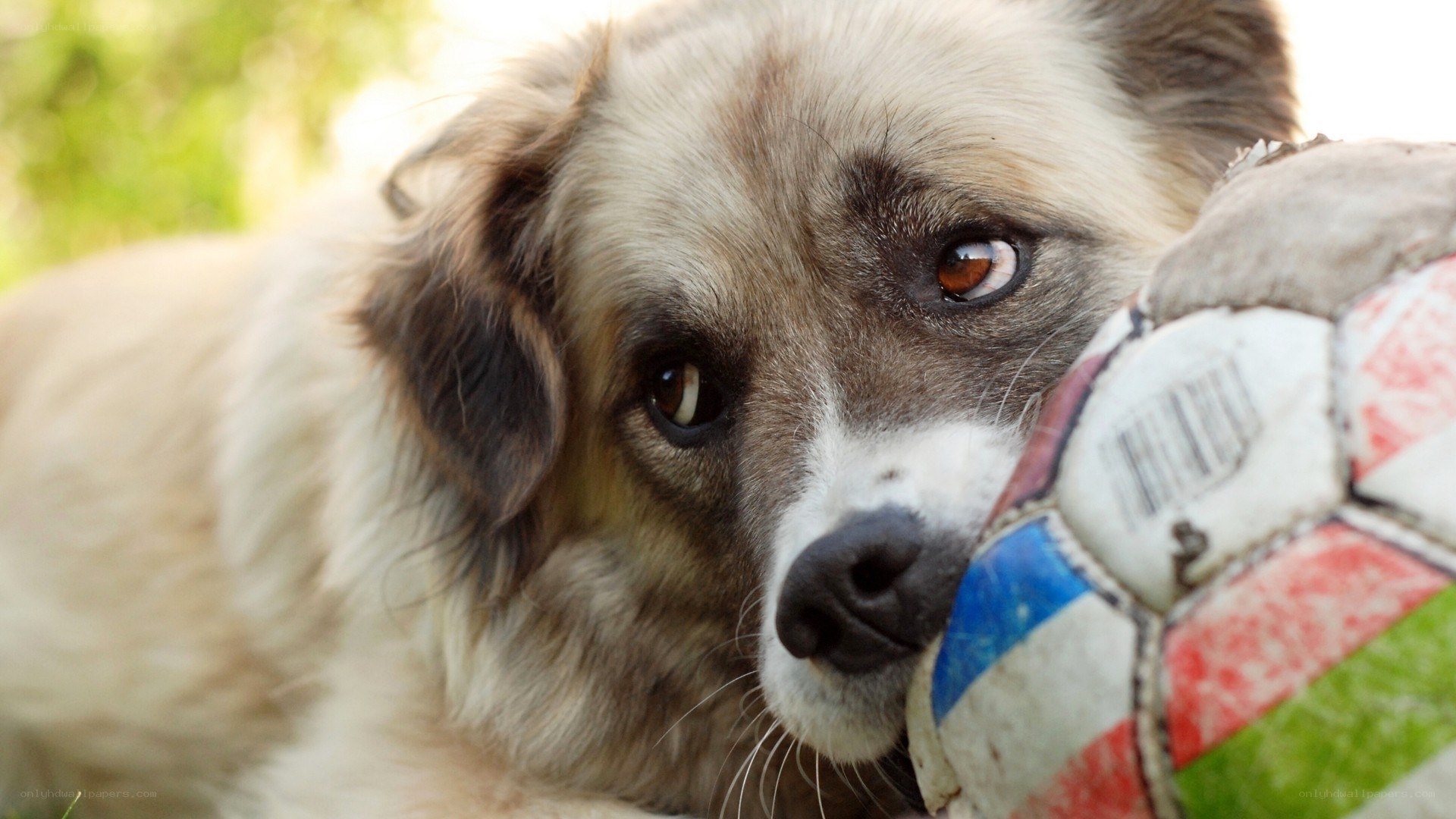 dog with soccer ball