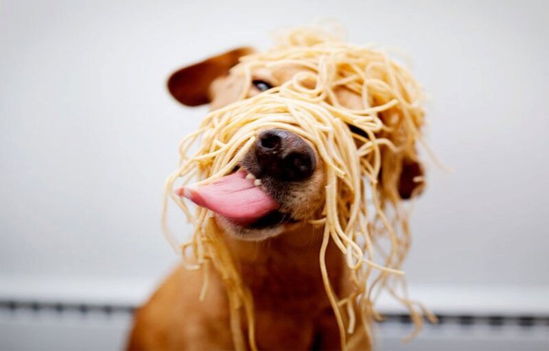Dog with Spaghetti on Head
