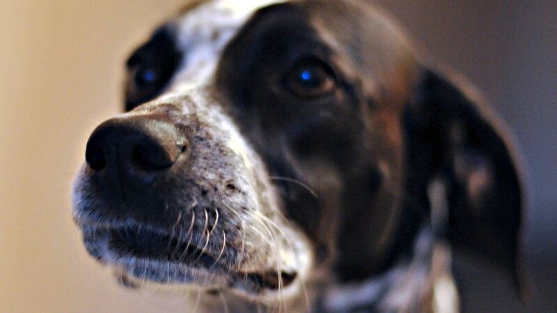 Dog with Speckled Face