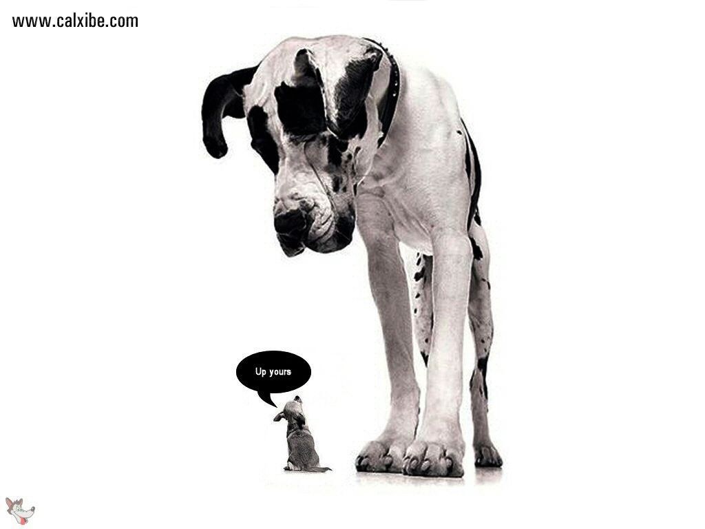 dog with speech bubble