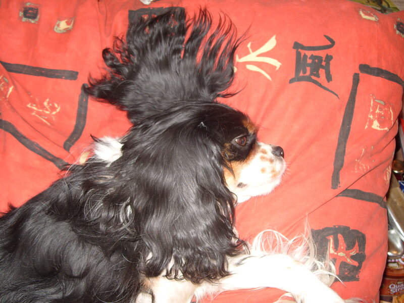 dog with spiky hair