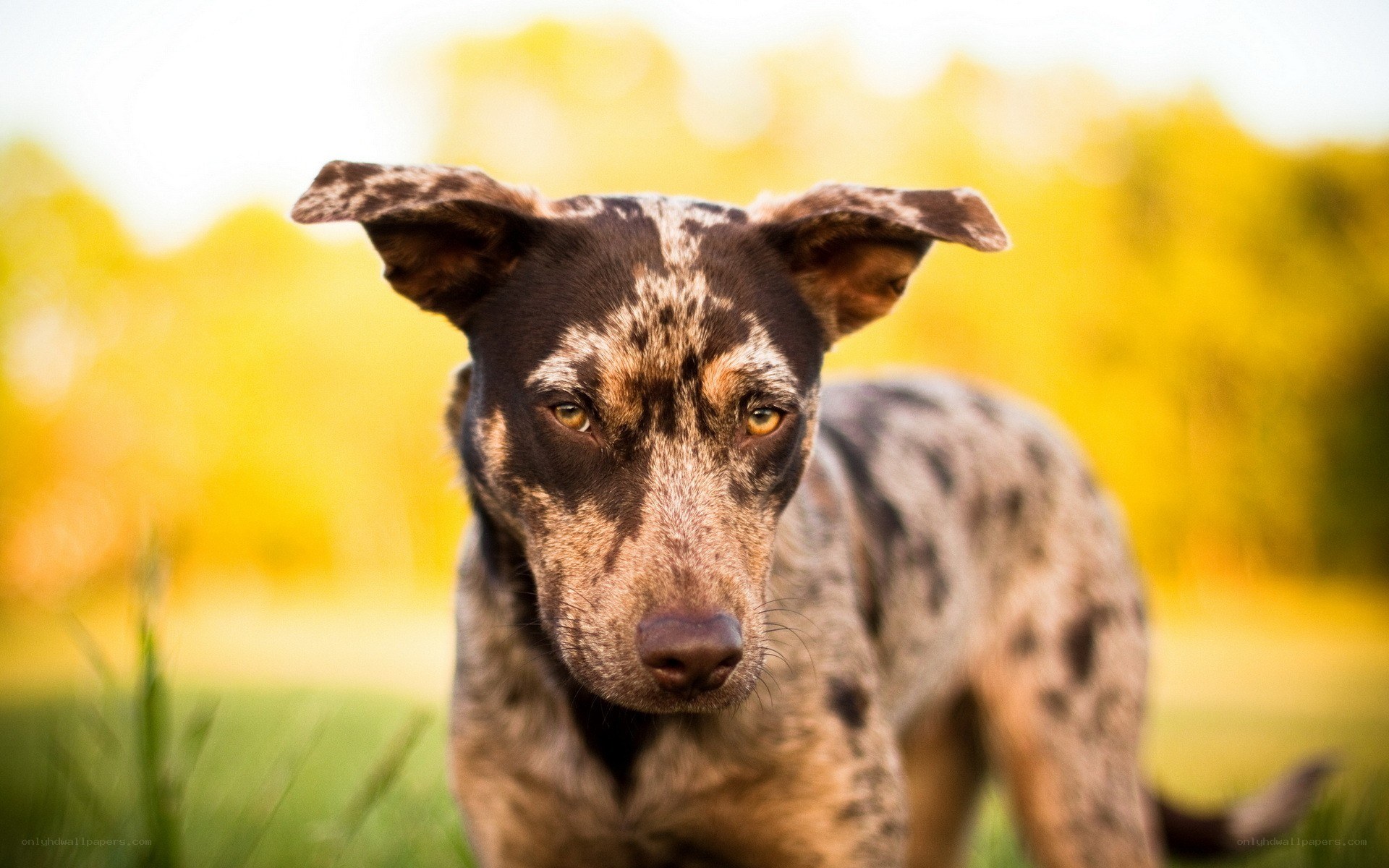 dog with spotted coat
