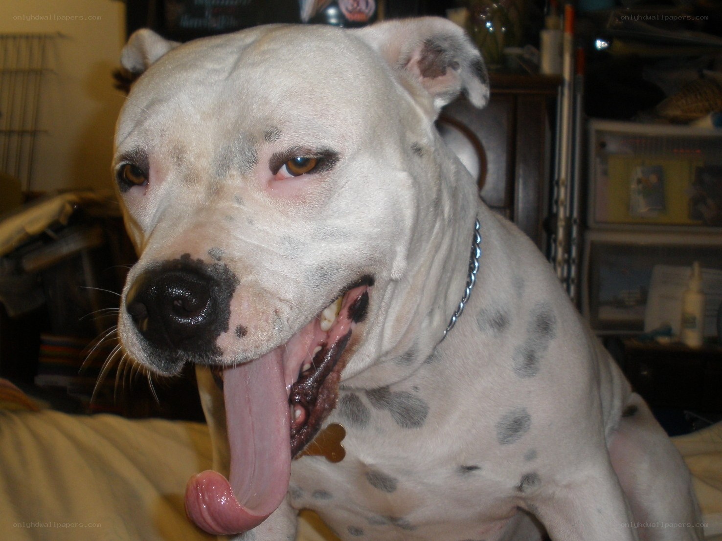 dog with spotted coat