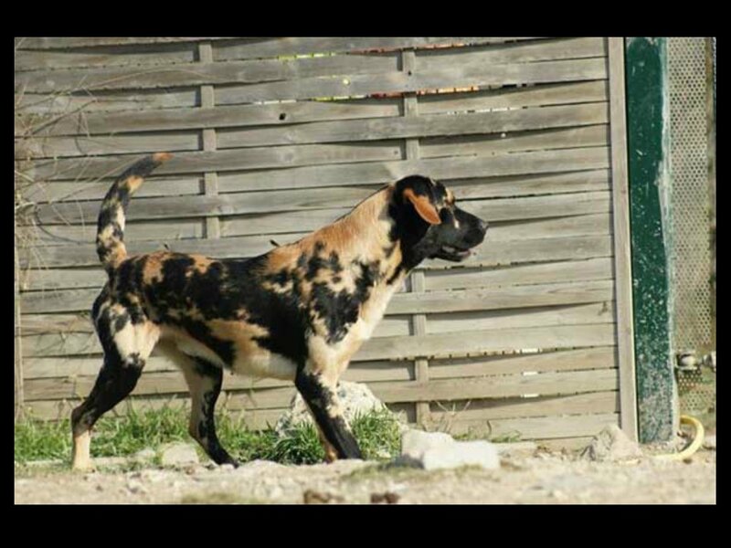 Dog with Spotted Coat — Black