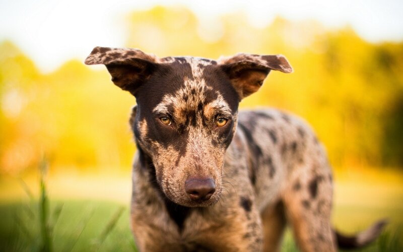 dog with spotted coat