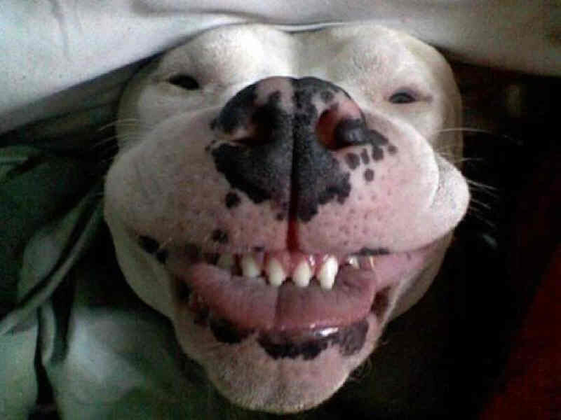 dog with spotted nose smiling