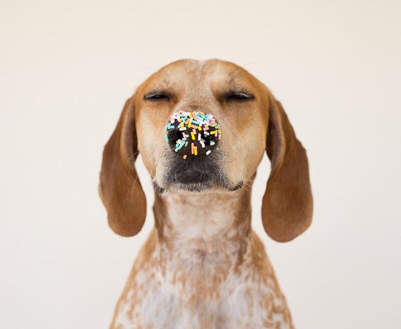 Dog with Sprinkles on Nose