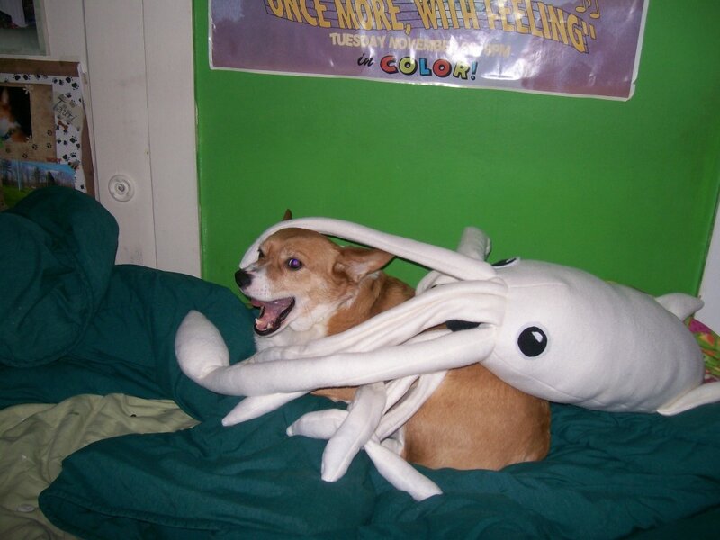 dog with squid toy