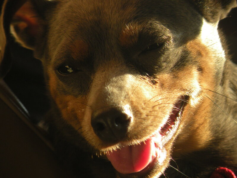 Dog with Squinting Eyes — Brown