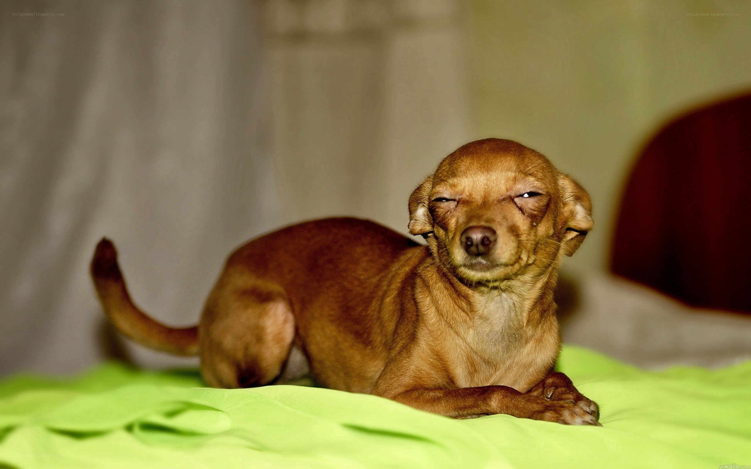 dog with squinting eyes
