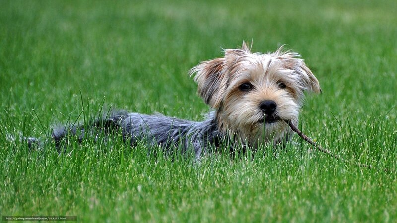 dog with stick in grass
