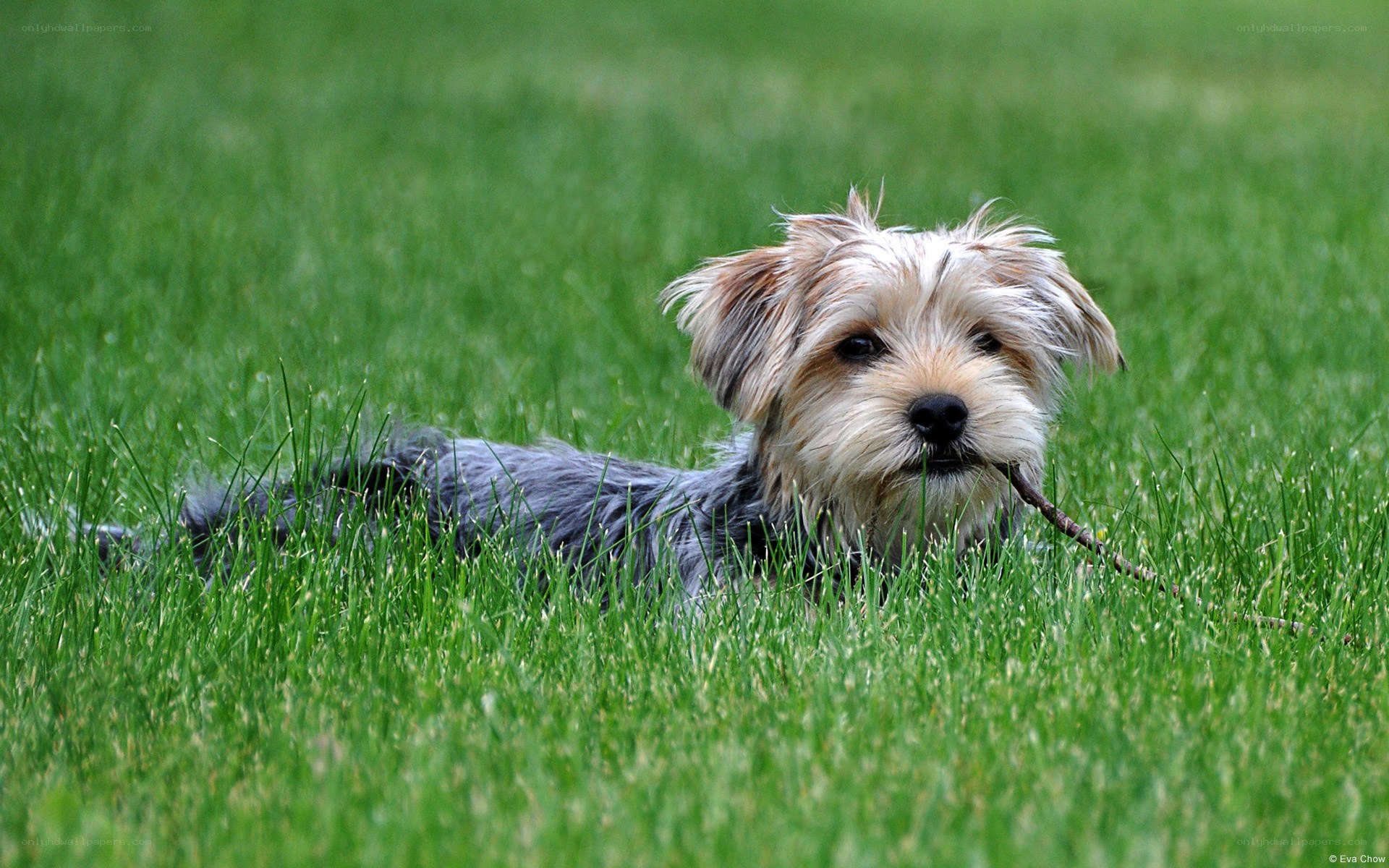 dog with stick in grass