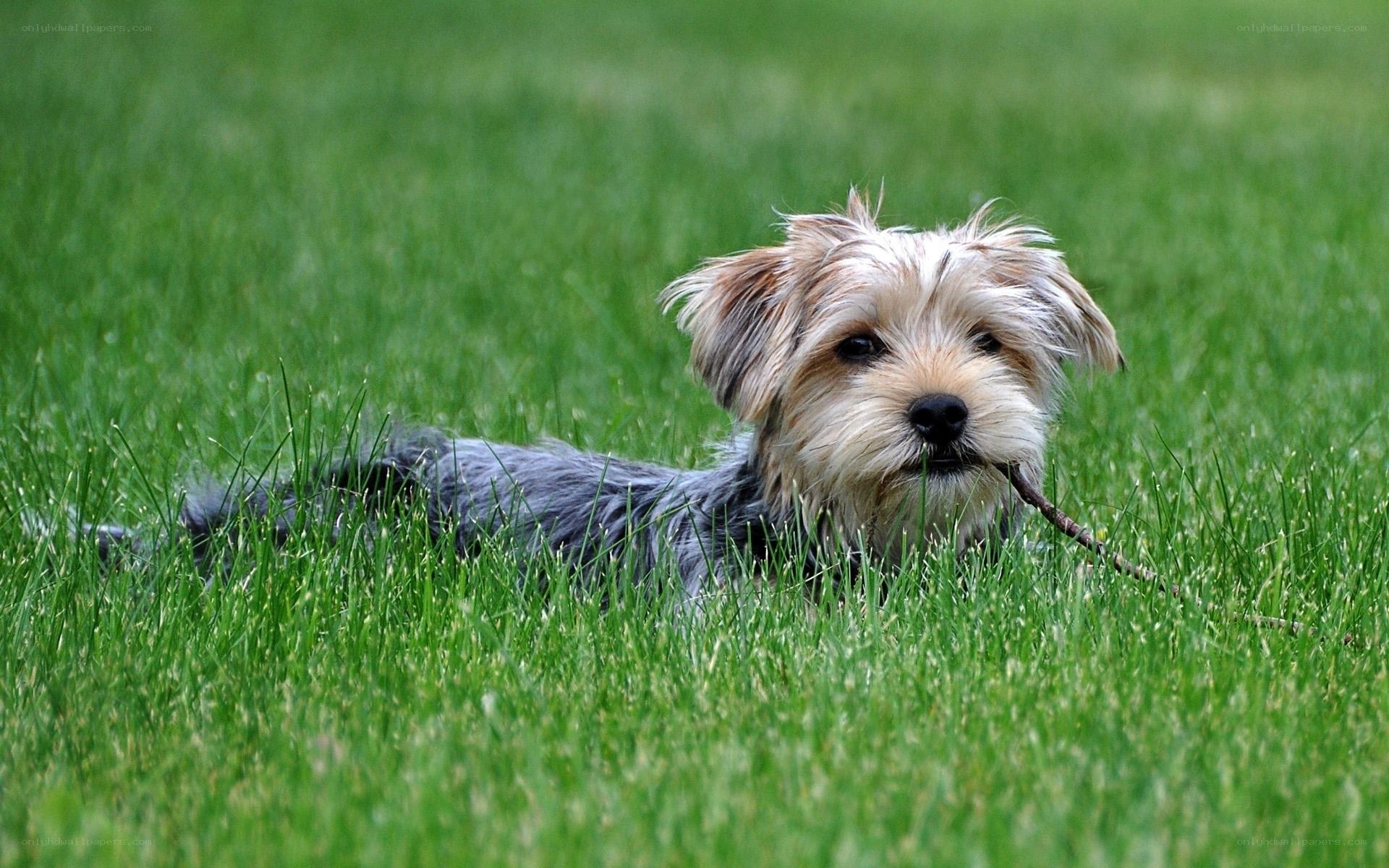 dog with stick in grass