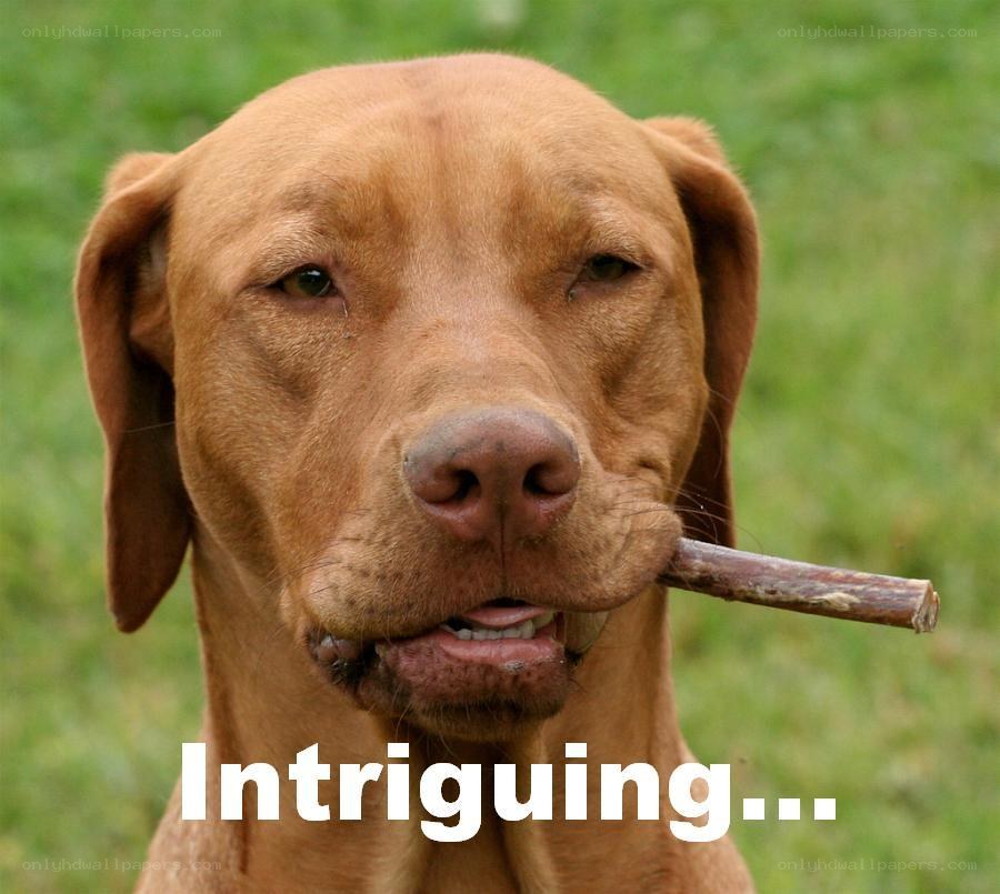 dog with stick in mouth