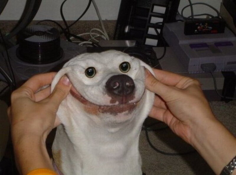 Dog with Stretched Face