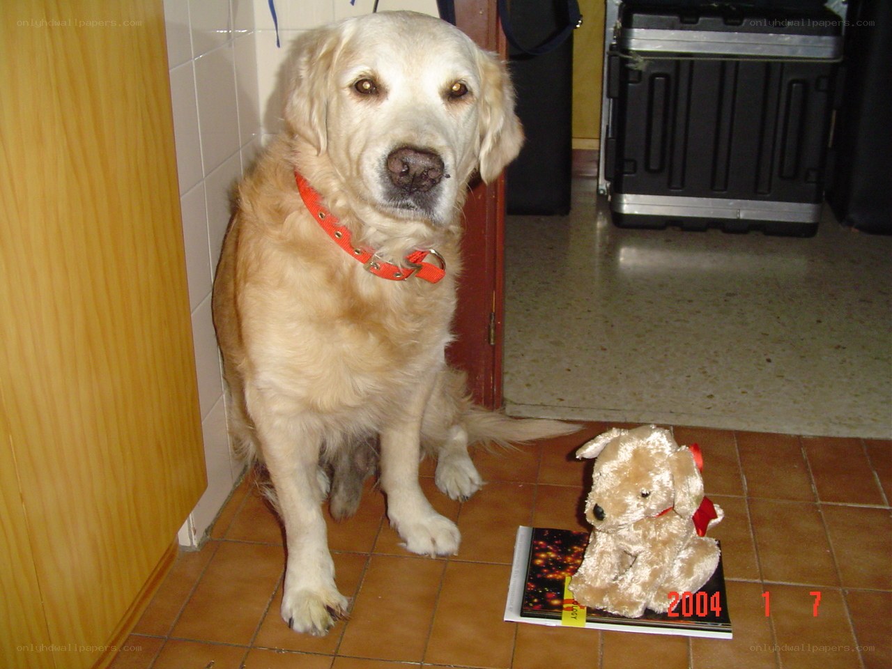 dog with stuffed toy