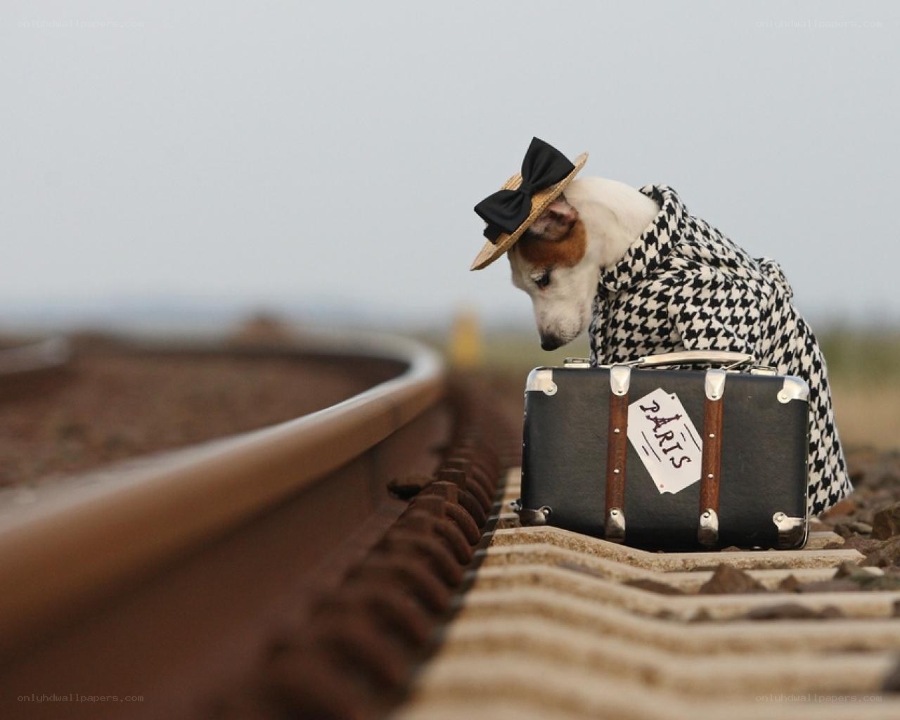 dog with suitcase on train tracks