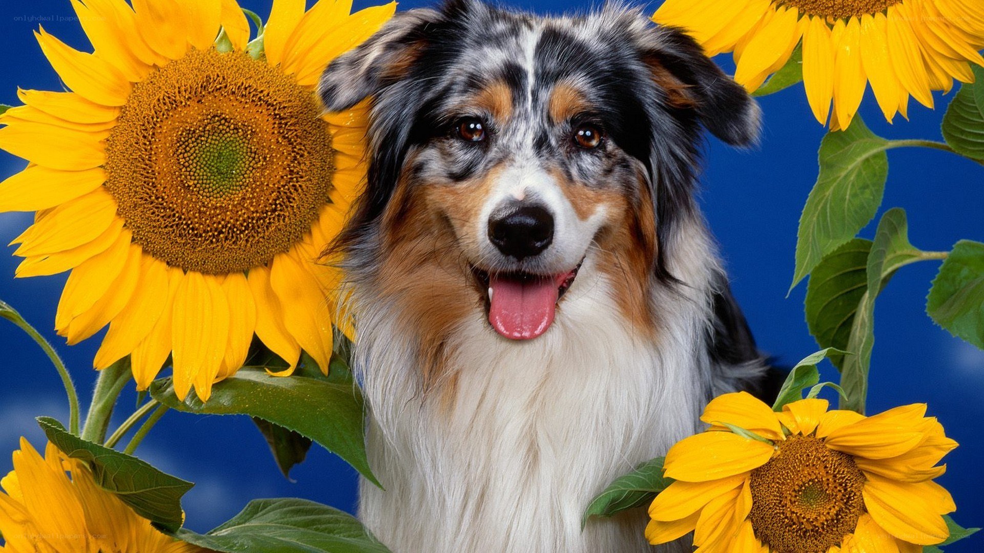 dog with sunflowers