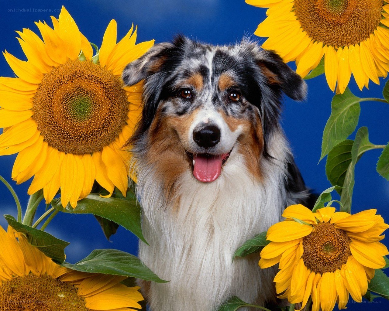Dog with sunflowers