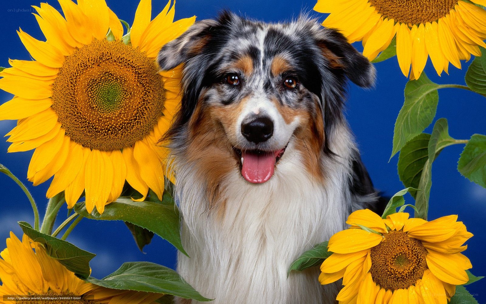 dog with sunflowers