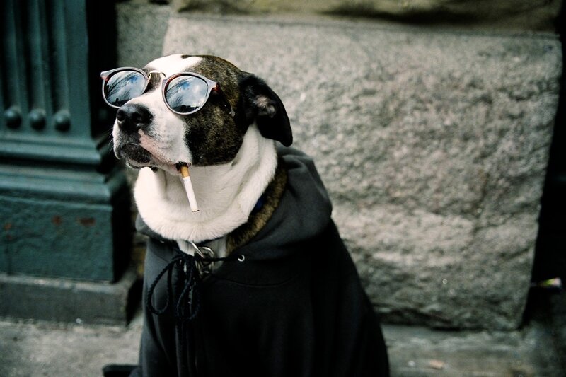 dog with sunglasses and cigarette