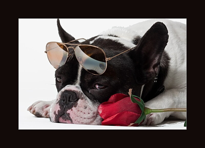 dog with sunglasses and rose