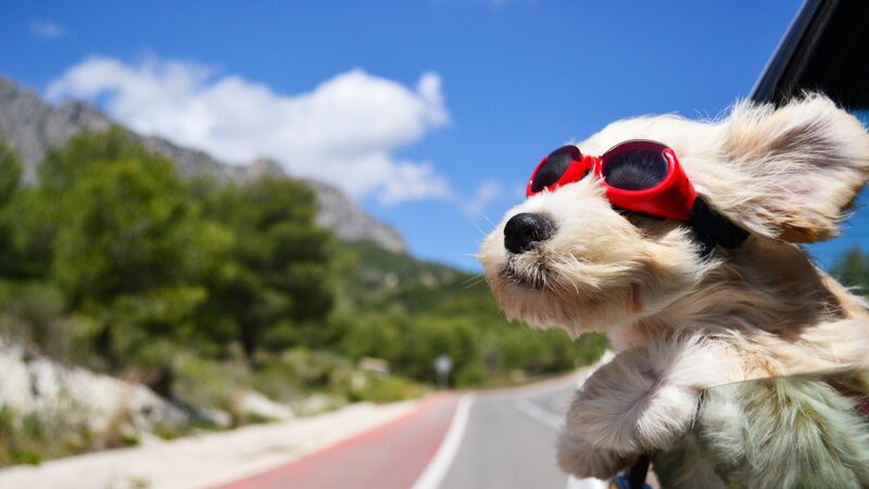Dog with Sunglasses — Blue, Bright, Afternoon