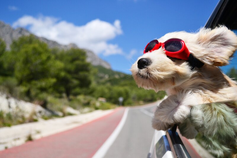 Dog with Sunglasses — Blue, Bright