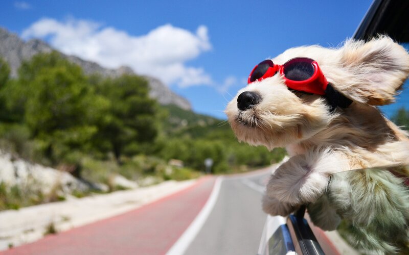Dog with Sunglasses — Blue