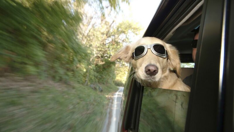 dog with sunglasses in car
