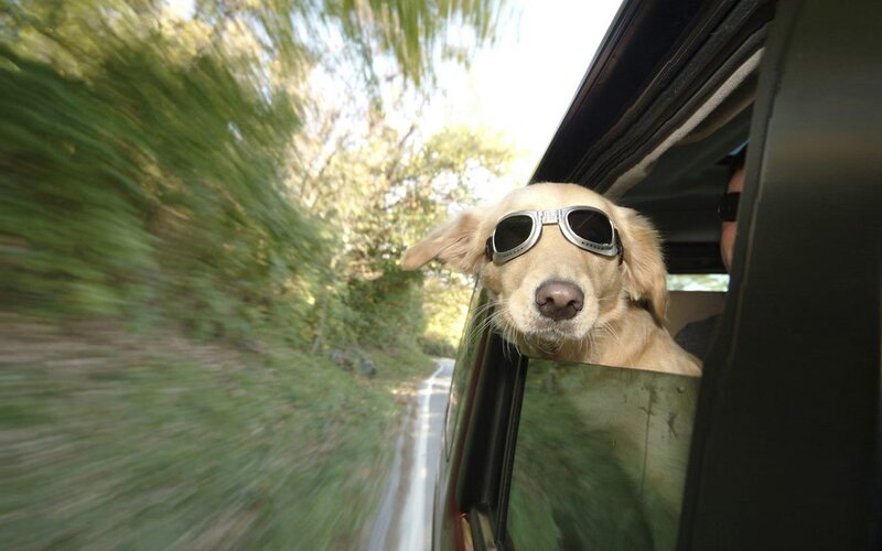 dog with sunglasses in car