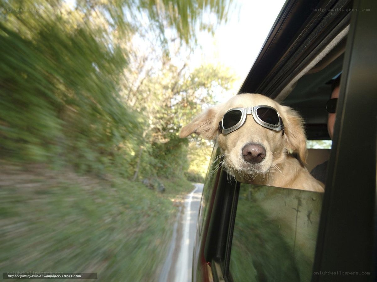 dog with sunglasses in car