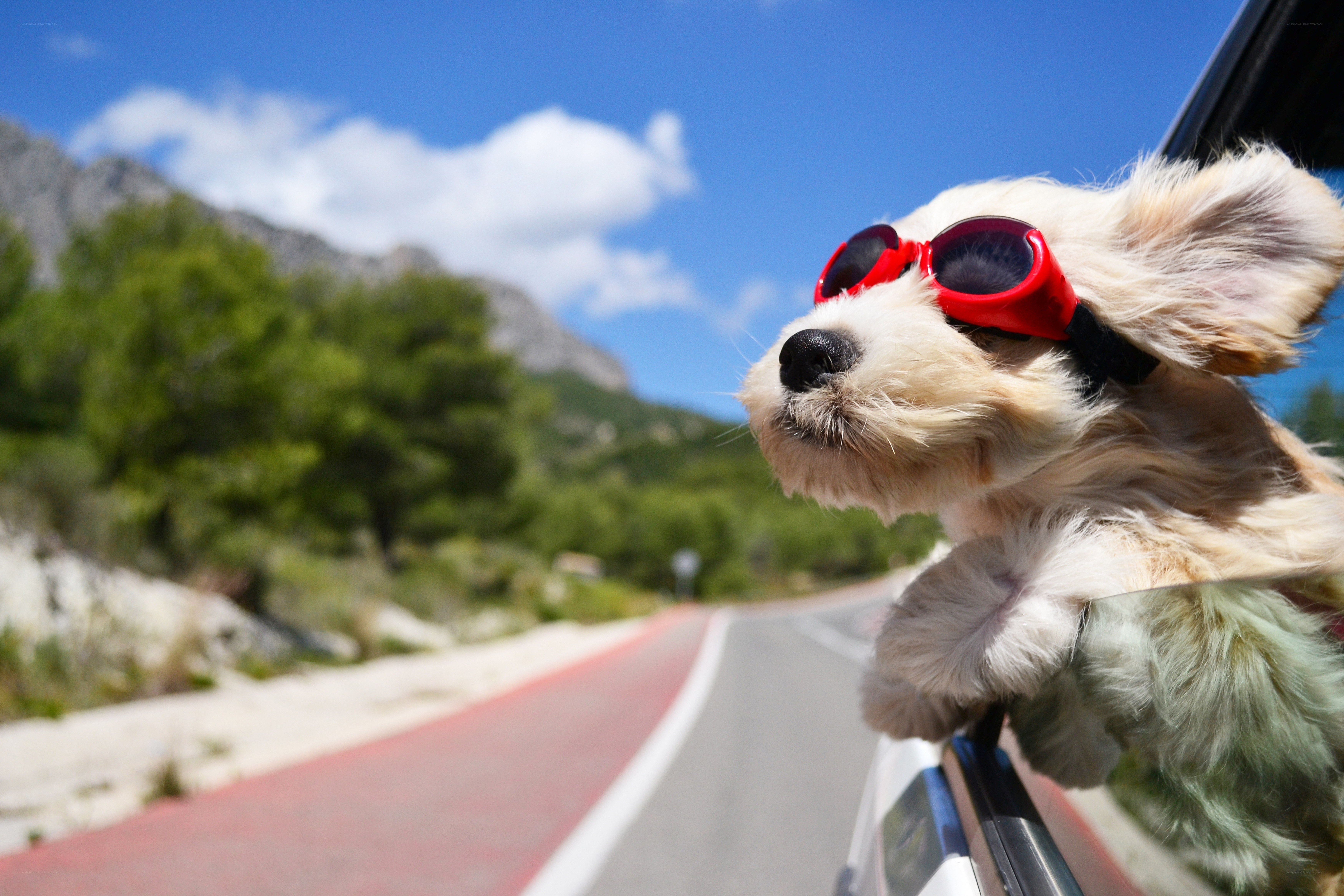 dog with sunglasses on road trip
