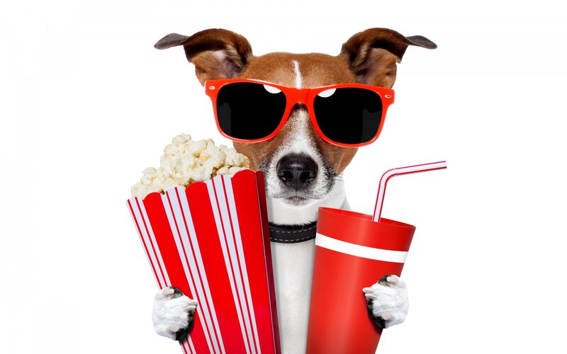 Dog with Sunglasses — Red