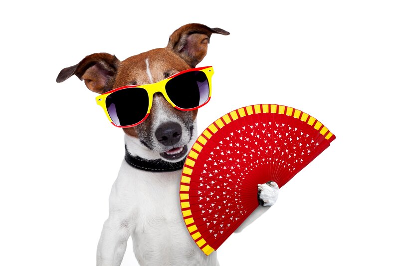 Dog with Sunglasses — White