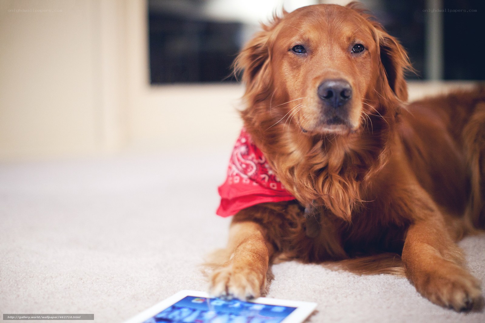 dog with tablet on carpet