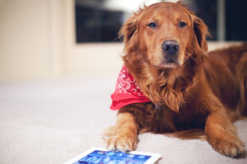 dog with tablet on carpet