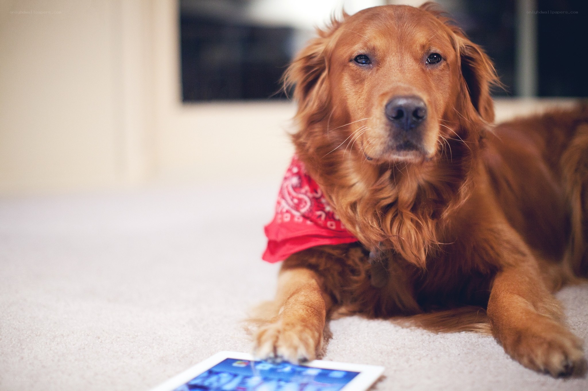dog with tablet on carpet
