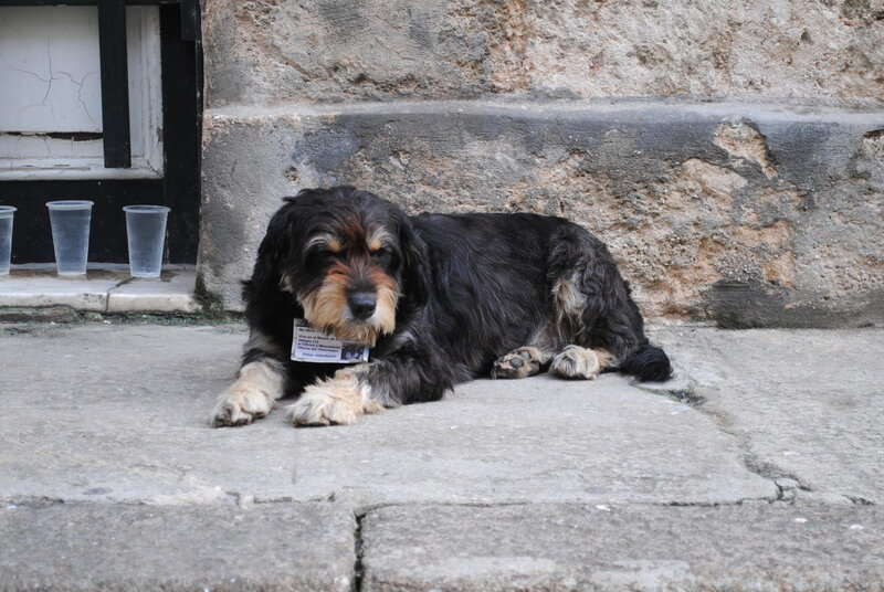 Dog with Tag on Sidewalk