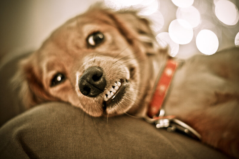 Dog with Teeth Showing